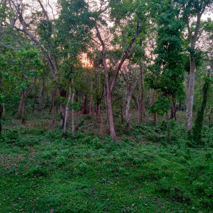 Hotel Tiger Tops Sauraha Eksteriør bilde