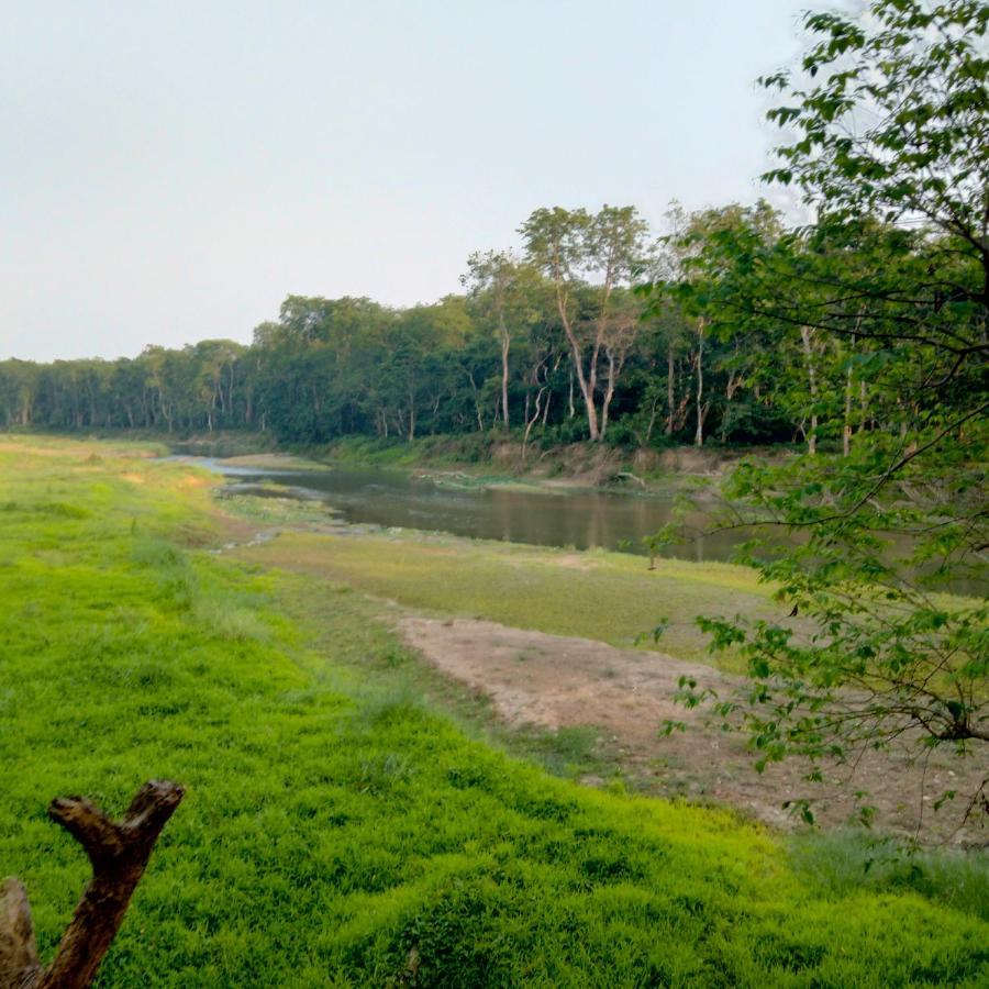Hotel Tiger Tops Sauraha Eksteriør bilde