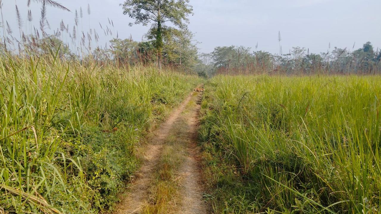 Hotel Tiger Tops Sauraha Eksteriør bilde