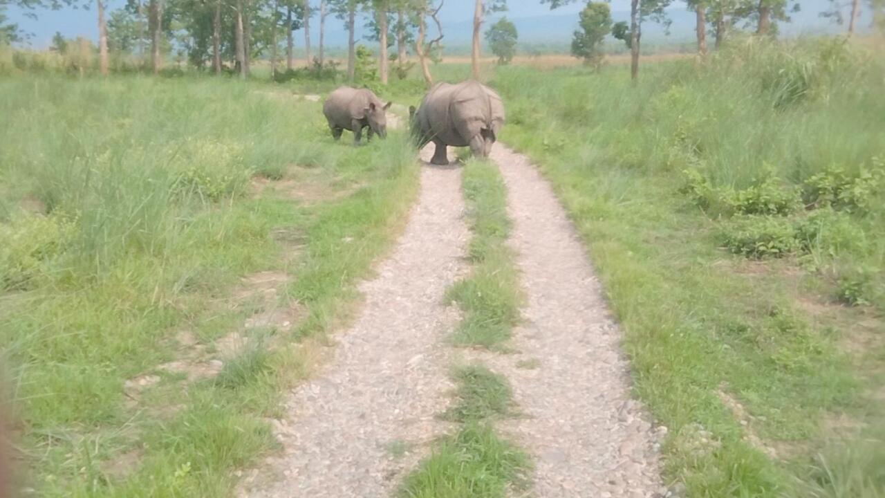 Hotel Tiger Tops Sauraha Rom bilde