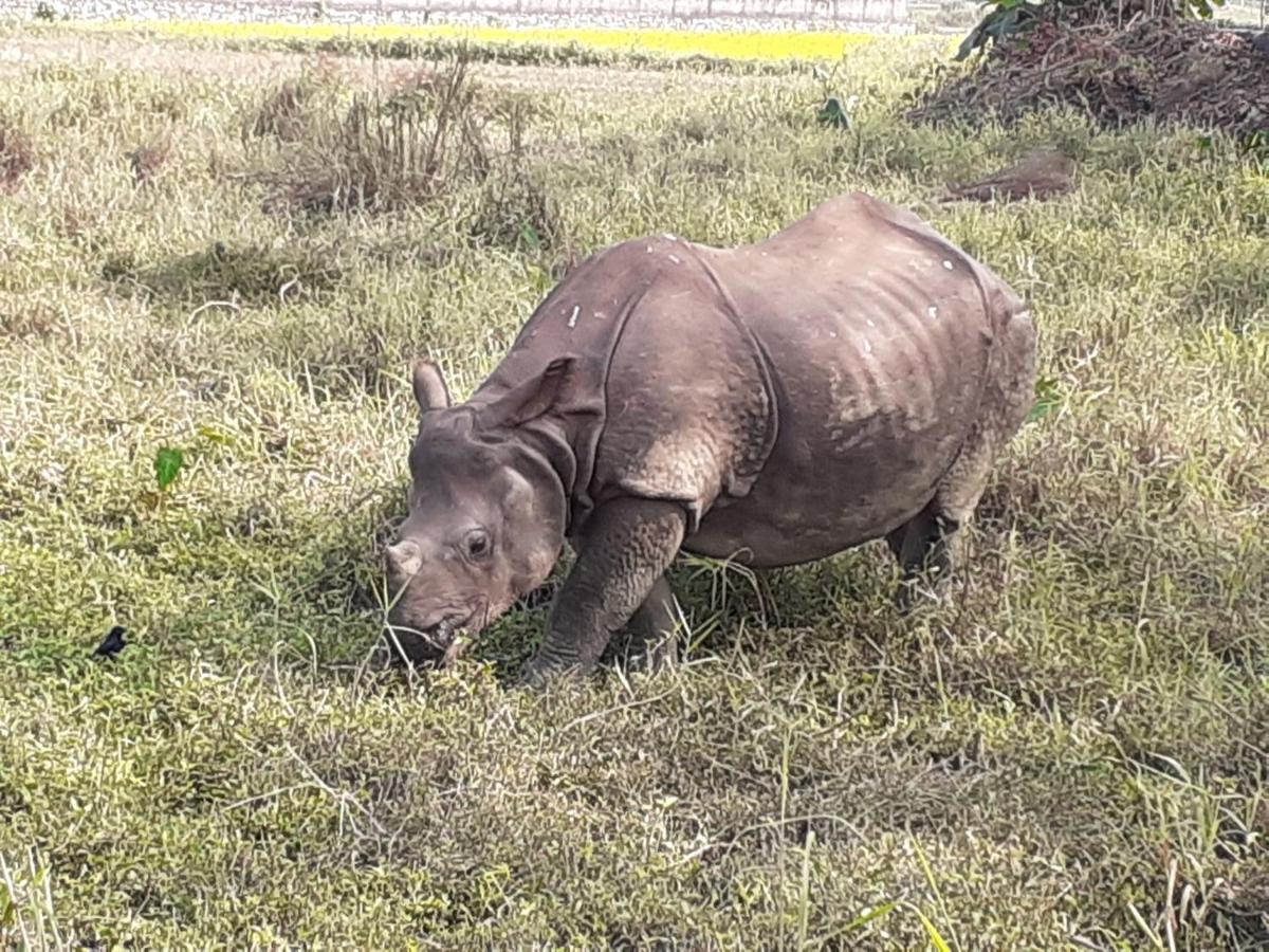 Hotel Tiger Tops Sauraha Eksteriør bilde